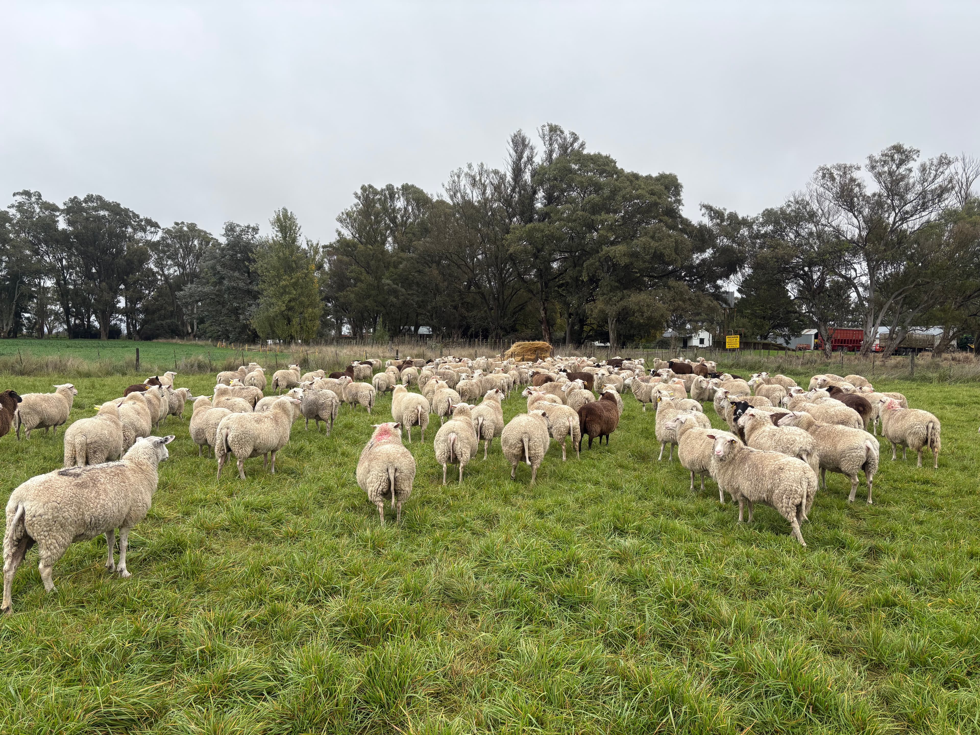Ovejas frisonas lecheras en pasturas de Napaleofú