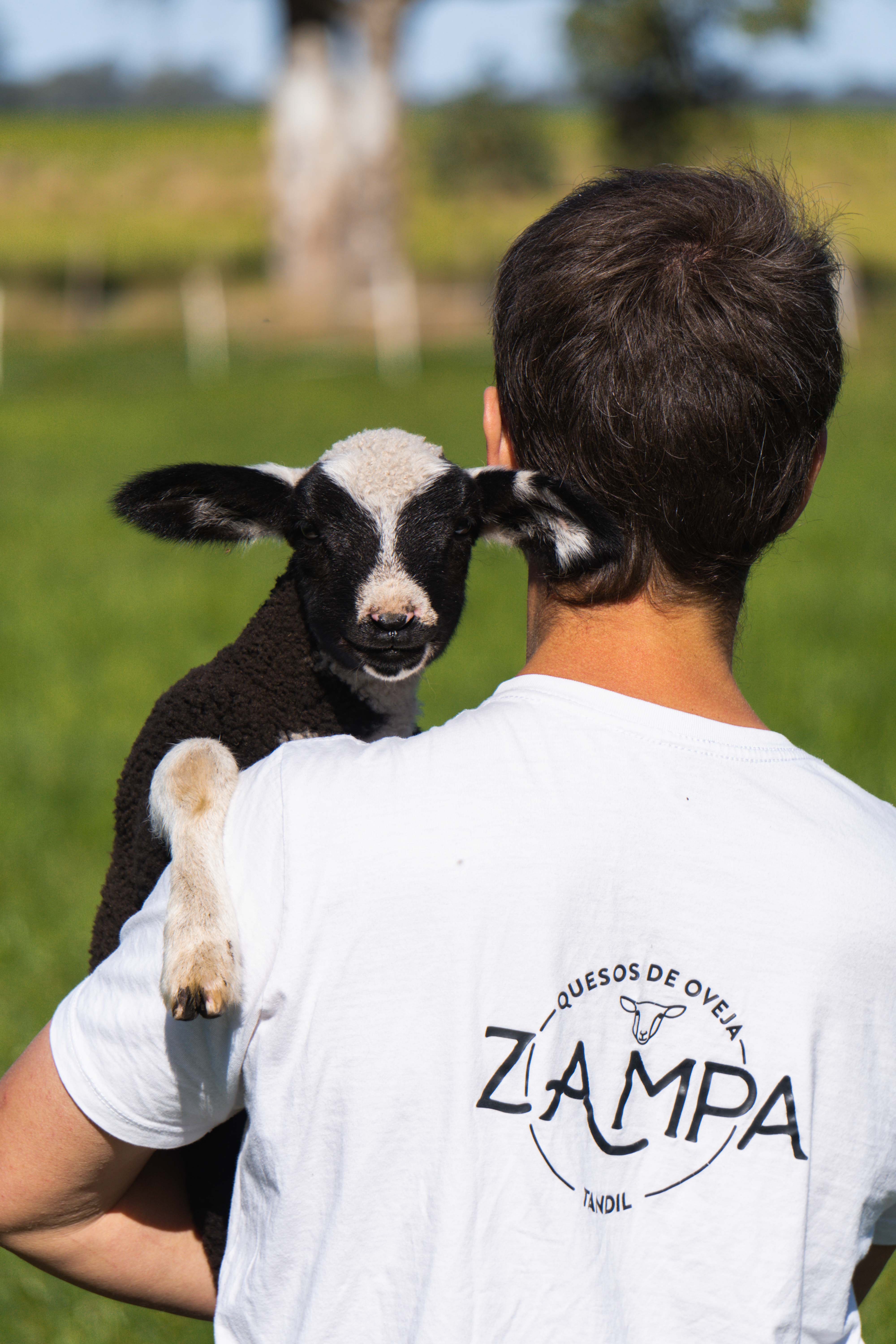 Proceso de elaboración artesanal de queso de oveja Zampa
