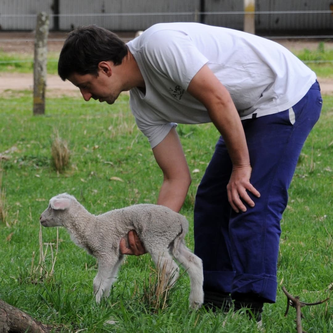 Prácticas de veterinaria y cuidado ovino en Tambo Zampa